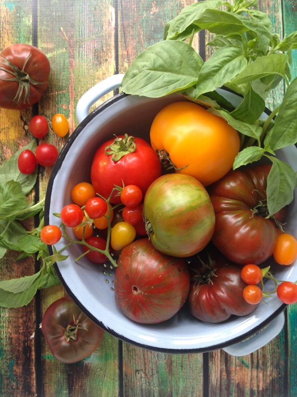 Mixed Heirloom Tomatoes and Basil for Gazpacho Mixed Heirloom Tomatoes and Basil for Gazpacho
