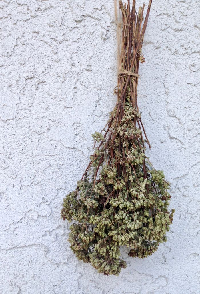 Bunch of Oregano Hanging to Dry Bunch of Oregano Hanging to Dry