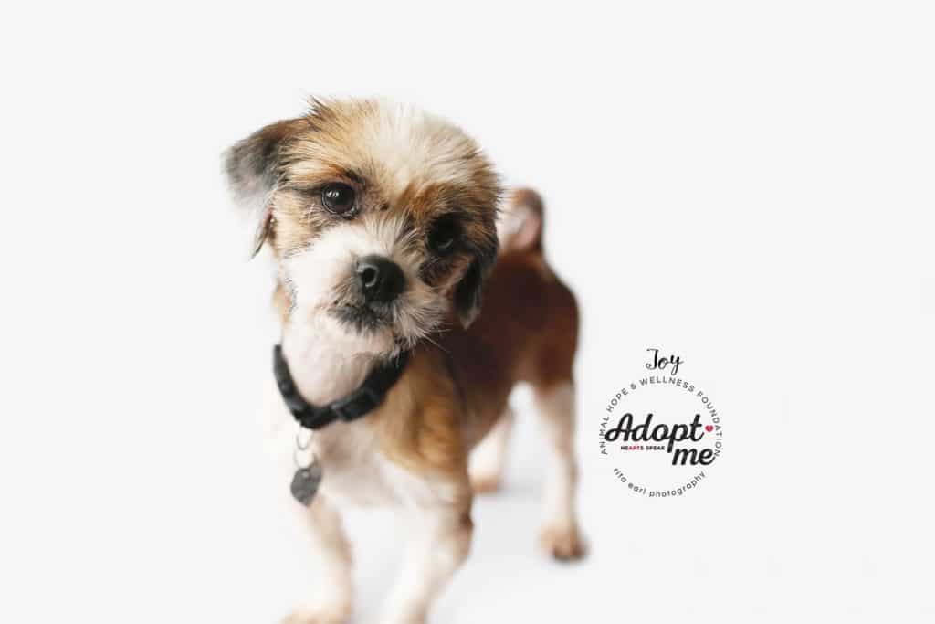 Marc Ching Rescue Dog from South Korea Marc Ching Rescue Dog from South Korea